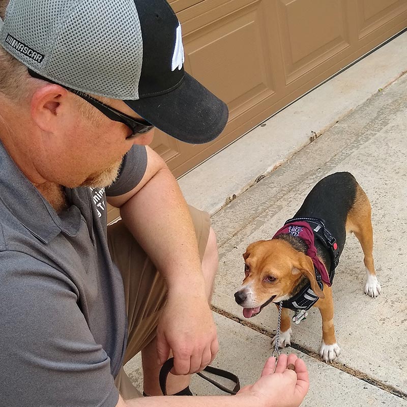 Carolina's Dog Trainer | Lancaster, SC | working with diamond the beagle
