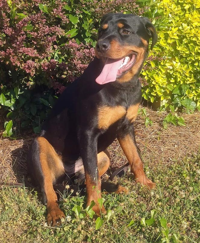 Carolina's Dog Trainer | Lancaster, SC | well trained doberman