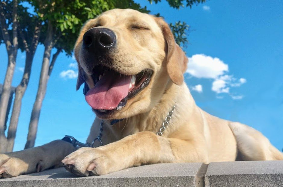 Carolina's Dog Trainer | Lancaster, SC | yellow dog in training