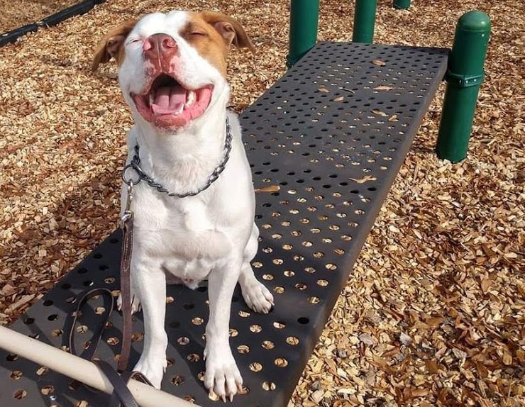 Carolina's Dog Trainer | Lancaster, SC | happy well trained dog on playground