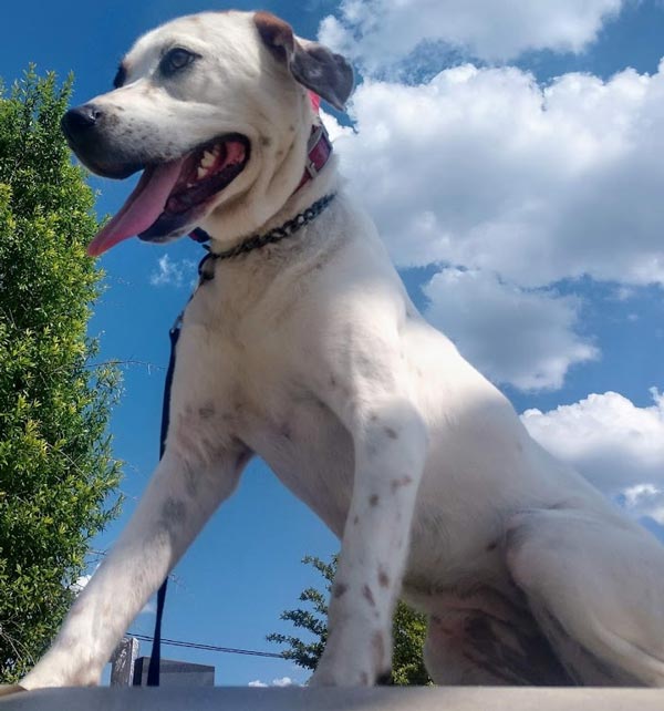 Carolina's Dog Trainer | Lancaster, SC | trained white dog